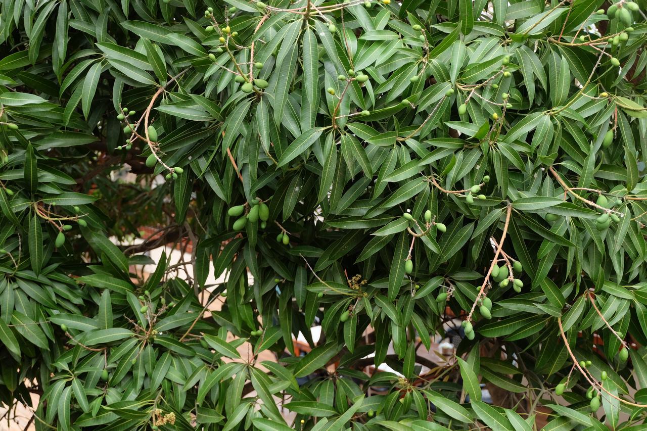 中式别墅度假村 马普托 外观 照片
